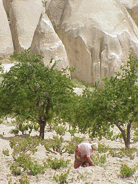   Women working in fields Kizilcukur   Cappadocia